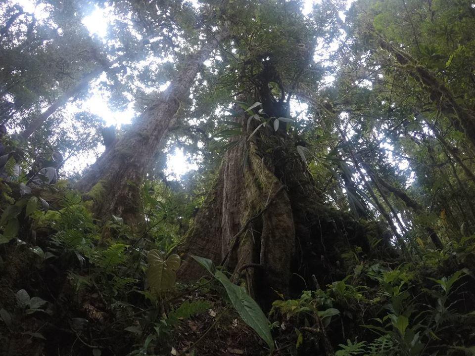 Cabana De Montana La Magnolia, Cerro De La Muerte De La Canuela Cloud Forest Tres de Junio Exterior foto