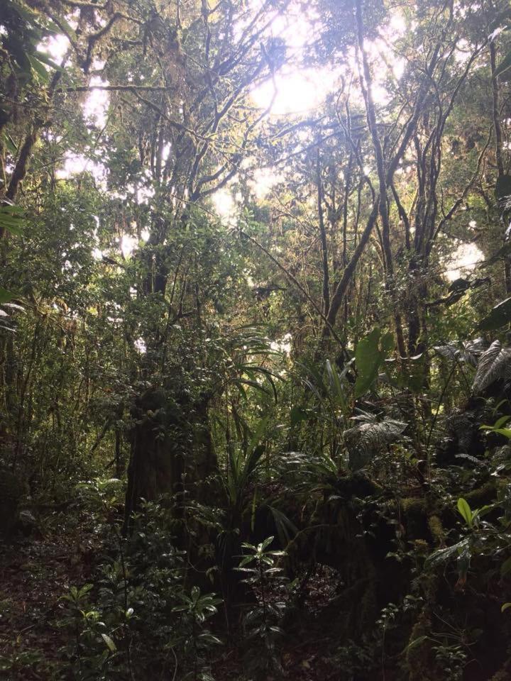 Cabana De Montana La Magnolia, Cerro De La Muerte De La Canuela Cloud Forest Tres de Junio Exterior foto